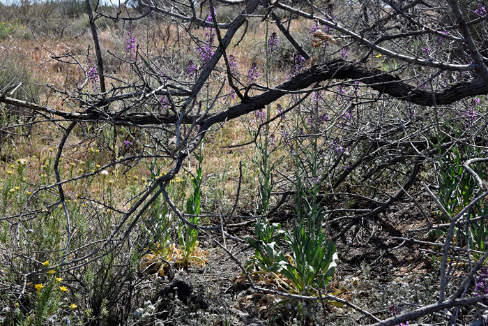 Long Valley Tumblemustard bloom from March to June across their very limited geographic native range in Arizona and Utah. The plants are considered to be Species of Concern by the BLM and USFS. The state of Utah does not maintain a list of rare or endangered plants. Thelypodiopsis ambigua 